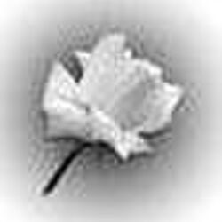 Marie-Louise SACRÉ à : avis de décès