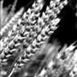 Marie-Thérèse FRANCOIS à Hatrival: avis de décès