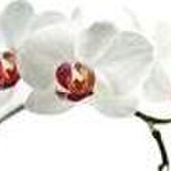 Jacques BODSON à : avis de décès