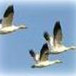 Françoise KELECOM à Bastogne: avis de décès