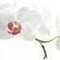 Anita GROFFY à Waimes: avis de décès