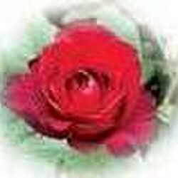 Maria LEBECQUE à Vielsalm: avis de décès