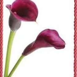 André Guillaume à : avis de décès