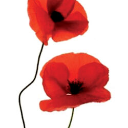 Jules THIRION à Dampicourt: avis de décès