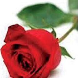 Remi LIEFFRING à : avis de décès