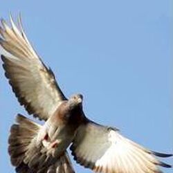 Albin JEANBAPTISTE à Porcheresse: avis de décès