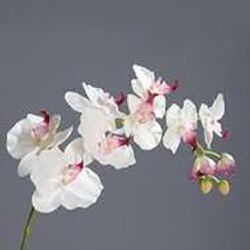 René DODRIMONT à Marche-en-Famenne: avis de décès