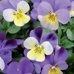 Georgette DUVAL dite « Nenette »  à Virton: avis de décès