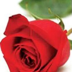 Nadia LIEFFRING à : avis de décès