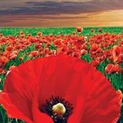 Jean-Marie MOULU  à Dampicourt: avis de décès