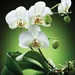 Jeanne THIRY  à Bleid: avis de décès