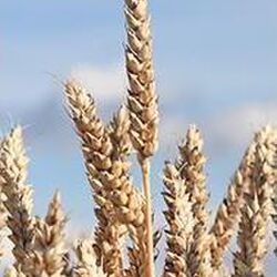 Marcel BALLAUX à Ave-et-Auffe: avis de décès