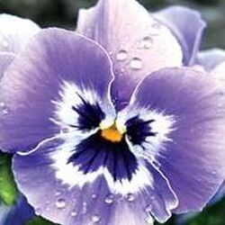 Francis RENQUIN à Sainte-Marie-Chevigny: avis de décès