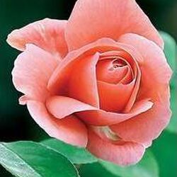 Yvette SINOT  à Latour: avis de décès