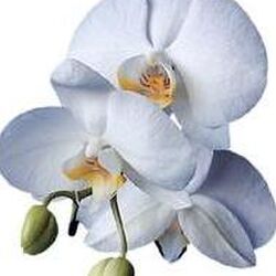 Antoinette VERMEULEN à Bastogne: avis de décès