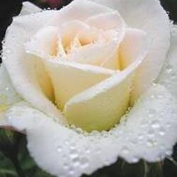 Germaine ROSSIGNON à Rulles: avis de décès