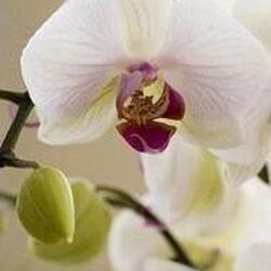 Mathilde FAGNANT à Hotton: avis de décès