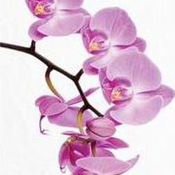 Jacqueline LEROUGE à Habay-la-Neuve: avis de décès