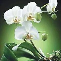 Edith MOREAUX  à Latour: avis de décès