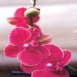 Félicien HAZAER à : avis de décès