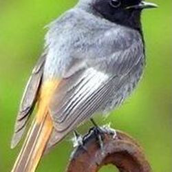 Léa GEORGES à Houffalize: avis de décès