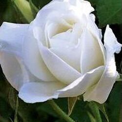 Marie-Thérèse WILKIN à : avis de décès