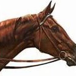 Louis GORTS à Flobecq: avis de décès