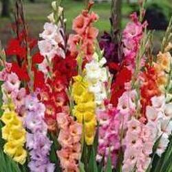 Gabrielle BURTON  à Meix-le-Tige: avis de décès