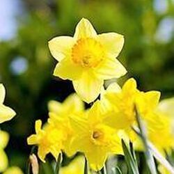 Suzanne PERARD à Cugnon: avis de décès