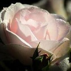 Andrée GOOSSE à : avis de décès