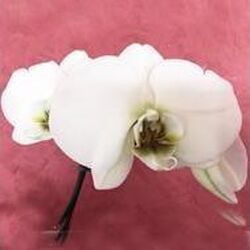 Maria (dite Josée) FREDERICK à Bastogne: avis de décès