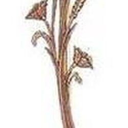 Henri RASSE à Izier: avis de décès