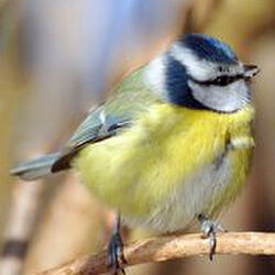 Norbert PASÔ à Longchamps: avis de décès