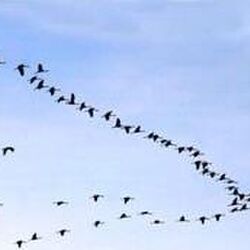 Joseph CRAHAY à -: avis de décès