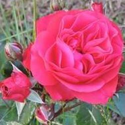 Robert GEORGES à Sibret: avis de décès