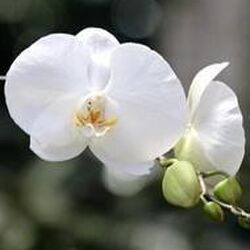 Danielle GOURMET à : avis de décès