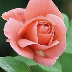 Chantal WOLFF  à Sainte-Marie-sur-Semois: avis de décès