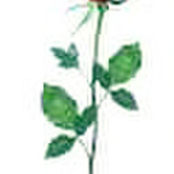 Axel CARNAILLE à Tournai: avis de décès