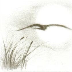 Auguste PECHÉ à Bertogne: avis de décès