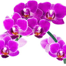 Danielle DELESTRAIT à Orcq: avis de décès