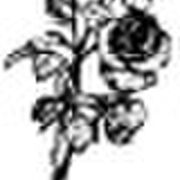 Lydie-Marie NICOLAY