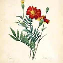 Paula LEGRAND à Saint-Hubert: avis de décès