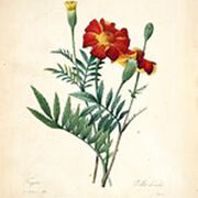 Paula LEGRAND