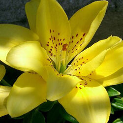 Yvonne ANDRE à -: avis de décès