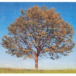 Georges CALIFICE à Bovigny: avis de décès