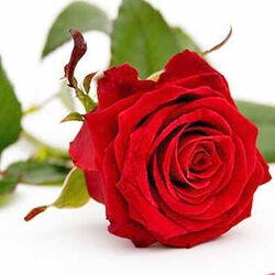 Simone COLLIN à Bertrix: avis de décès