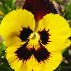 Denise GOFFINET à Villers-Devant-Orval: avis de décès