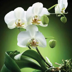 Hélène MATHIEU à Musson: avis de décès