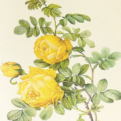 Liliane NICOLAS à Bouillon: avis de décès