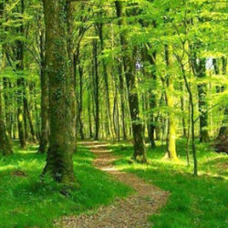 Louis PICART à Auby-Sur-Semois: avis de décès